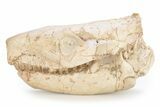 Fossil Oreodont (Merycoidodon) Skull - South Dakota #249244-1